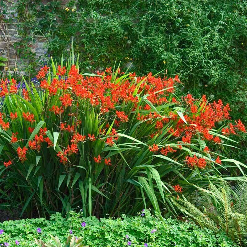 Lucifer Montbretia with red blooms and iris-like green foliage in a garden. 