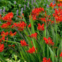 Vase-shaped red Lucifer Montbretia flowers on dark stems. 