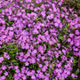 Le phlox hybride printanier Rose Sprite forme un tapis de fleurs violet clair. 