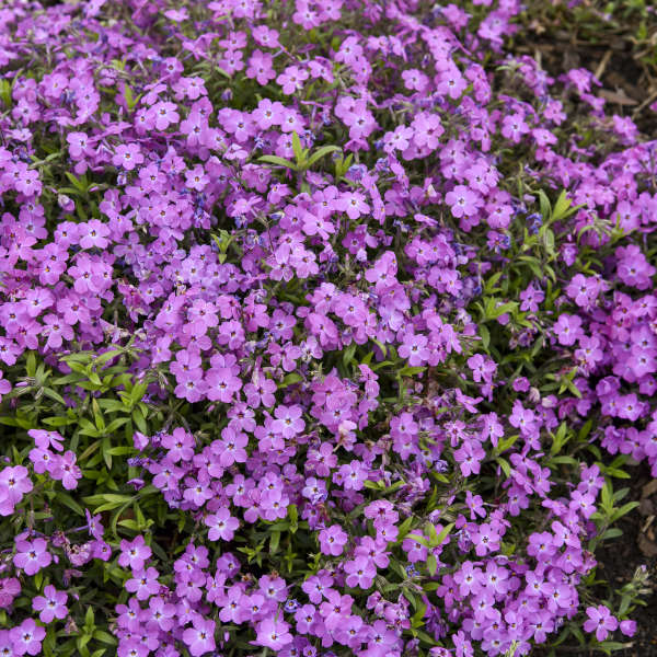 Le phlox hybride printanier Rose Sprite forme un tapis de fleurs violet clair. 