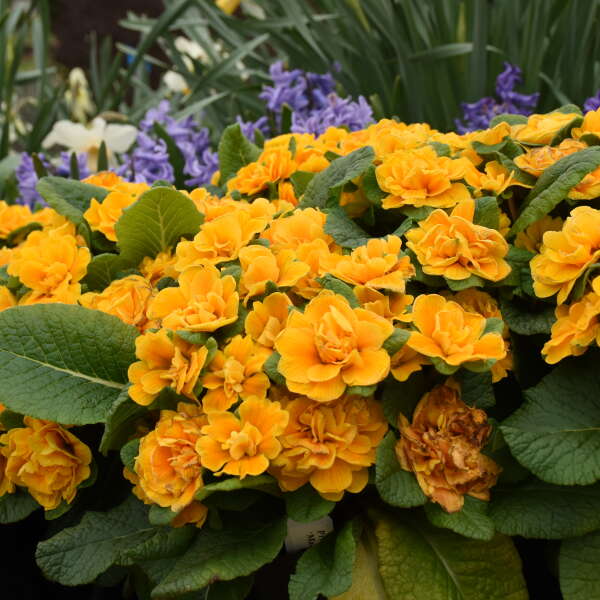 La primevère 'Bouquet Perfect Mandarin' possède des pétales d'un jaune intense, tout comme une mandarine.