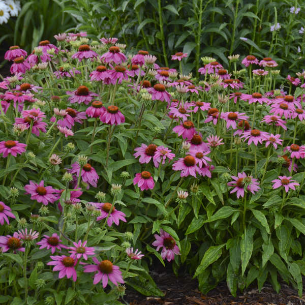 pow wow echinacea seeds PowWow Wild Berry Coneflower