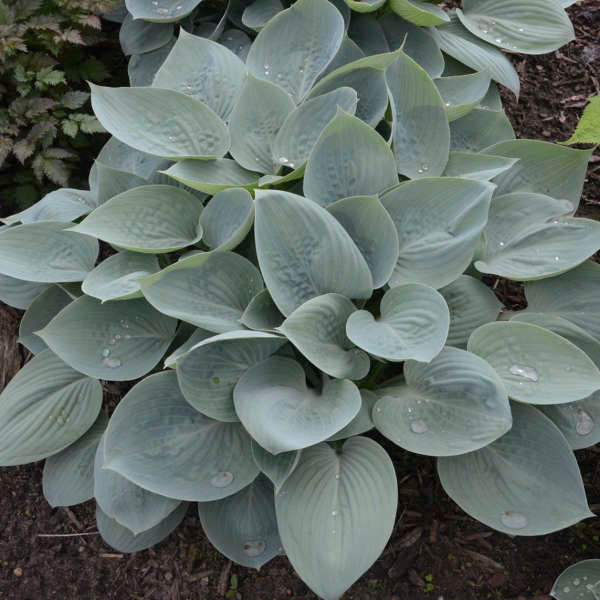 Prairie Sky Hosta with sky blue leaves dotted with large waterdrops. 