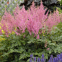 Astilbe Pink has dark green, fernlike foliage and plume like flowers