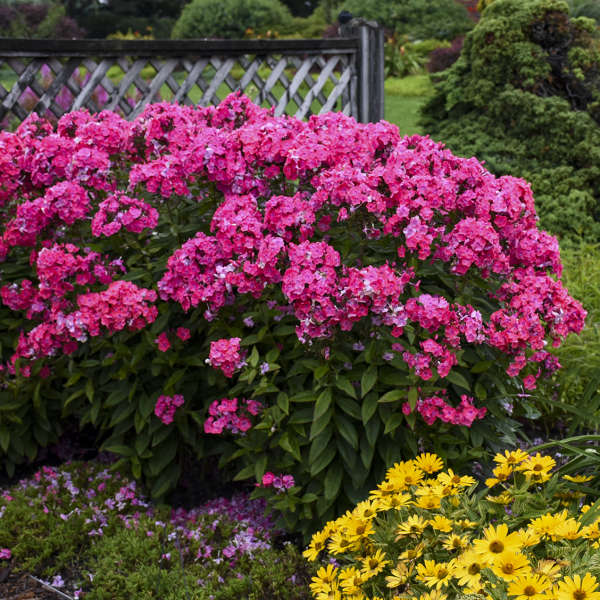 Showy pink flowers and glossy green foliage of Glamour Girl Phlox in a garden. 
