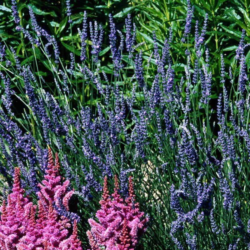 Grosso Lavender with dark purplish blue flower spikes in a garden with pink Astilbe. 