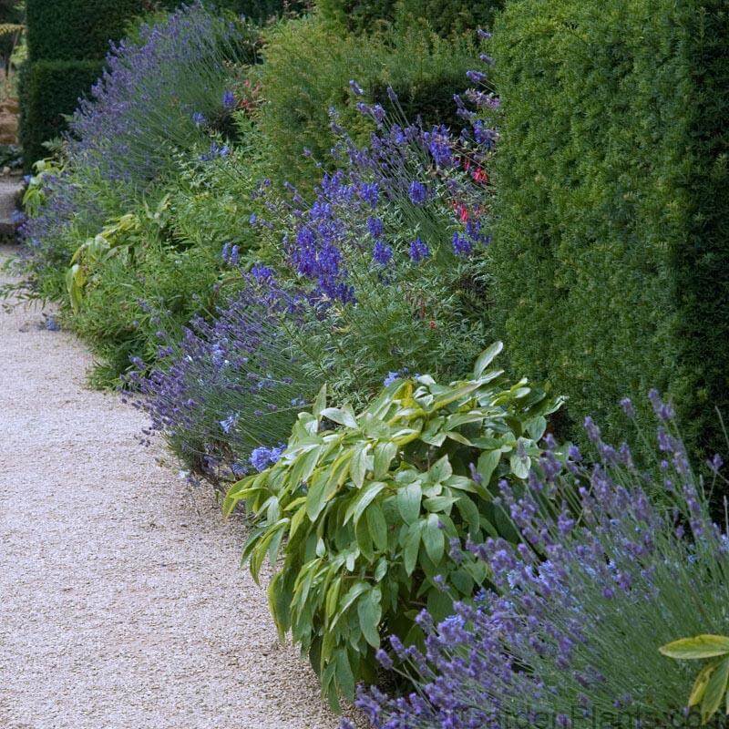 grosso lavender plants for sale near me 'Grosso' Lavender