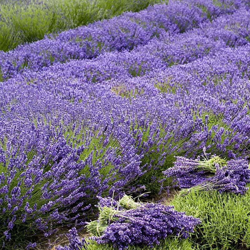lavender plants for sale california Grosso' Lavender