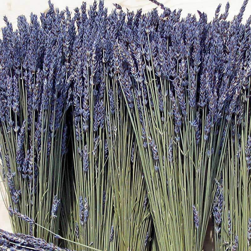 Bundles of Grosso Lavender with dark purple flower spikes and silver-green foliage. 