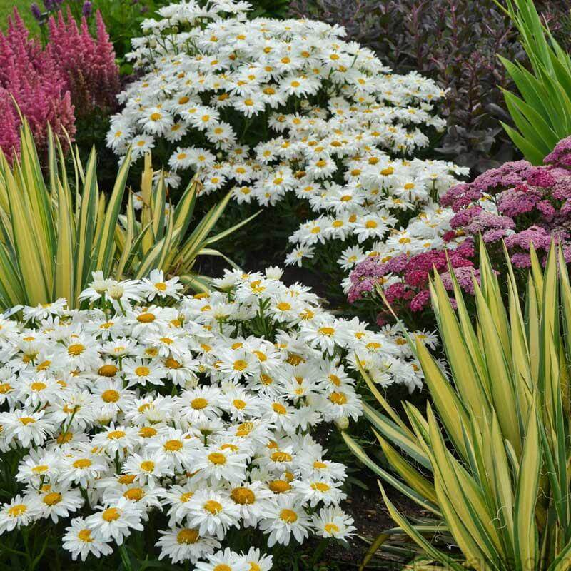 Whoops-A-Daisy' Shasta Daisy | Perennials – Great Garden Plants