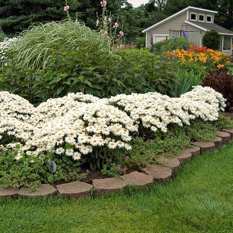 Great Garden Plants Whoops-A-Daisy Shasta Daisy - Thumbnail 2