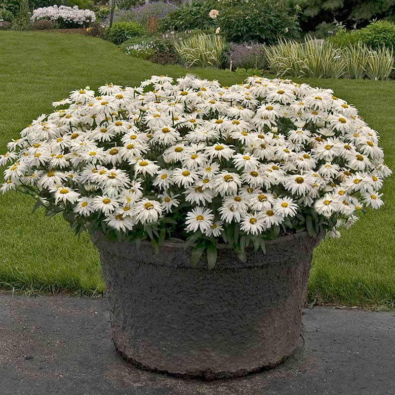 Whoops-A-Daisy Shasta Daisy with pure white blooms in a container. 