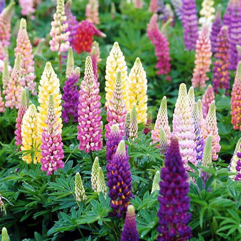 Lupine - Mixed Colors has vibrant multi colored wands in summer. 