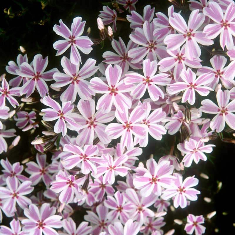 Gros plan sur les abondantes fleurs blanches et roses du phlox rampant « Candy Stripe ». 