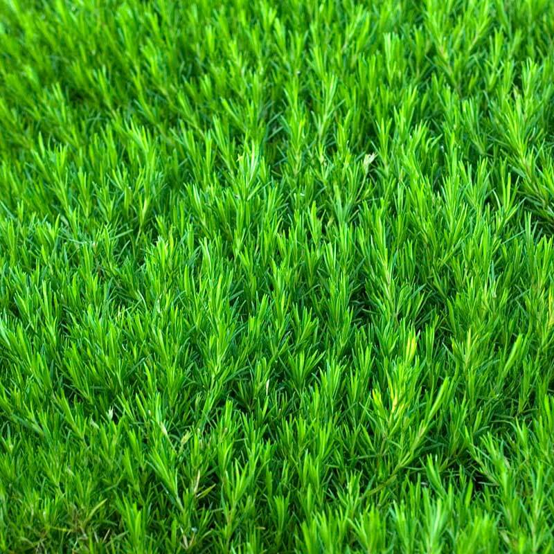 Gros plan sur le tapis de feuillage vert vif du phlox rampant à rayures rouges et blanches. 