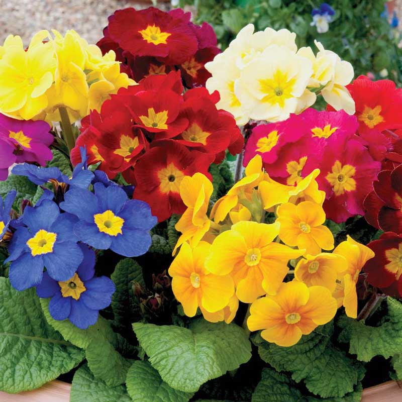 primrose markisen Crescendo® Mixed Primrose (Primula)