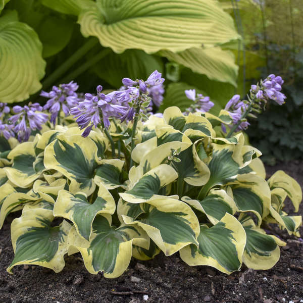 Mini Skirt Hosta with blue-green and white variegated leaves. 
