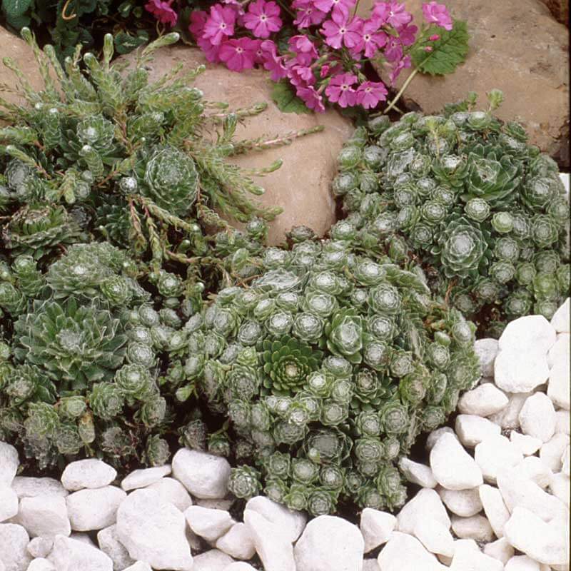 cobweb succulent growing tall Cobweb Hens & Chicks