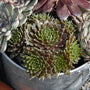 Jeanne d'Arc Hens & Chicks with green and chocolate-brown foliage in a metal container with other succulents. 