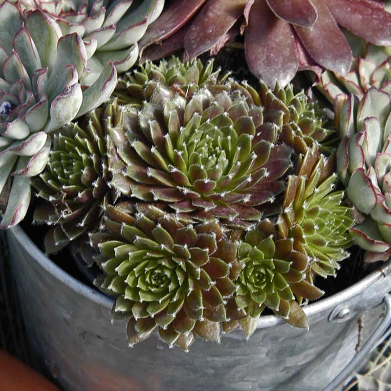 Jeanne d'Arc Hens & Chicks with green and chocolate-brown foliage in a metal container with other succulents. 
