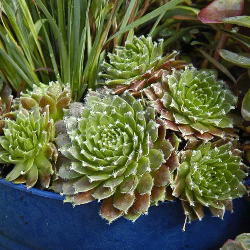 Jeanne d'Arc Hens & Chicks with contrasting green and chocolate brown succulent foliage in a blue container