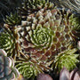 Jeanne d'Arc Hens & Chicks with green and chocolate-brown foliage. 