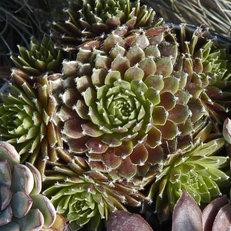 Jeanne d'Arc Hens & Chicks with green and chocolate-brown foliage. 