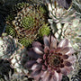 Jeanne d'Arc Hens & Chicks with green and brown succulent foliage in a pot. 