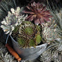 Jeanne d'Arc Hens & Chicks in a metal container with other succulents.