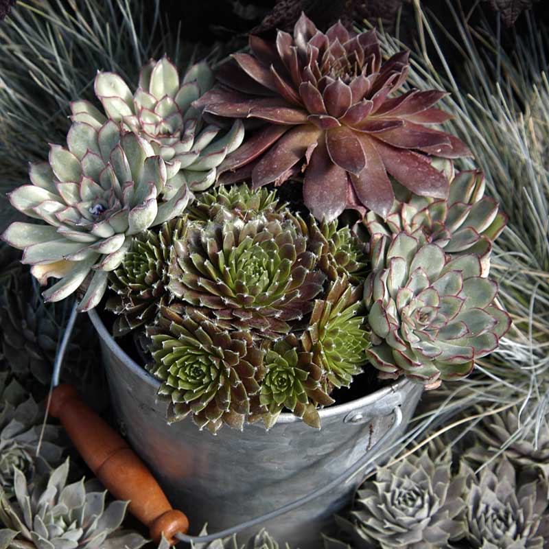 Jeanne d'Arc Hens & Chicks in a metal container with other succulents.