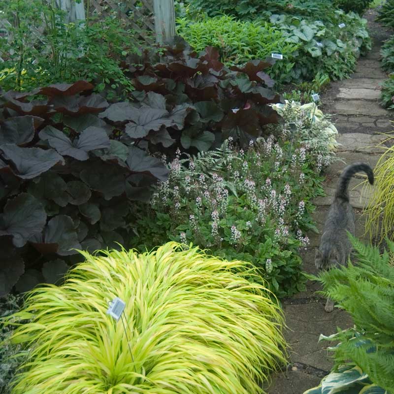 A grey cat walking down a path lined by plants including Sugar & Spice Foamflower. 