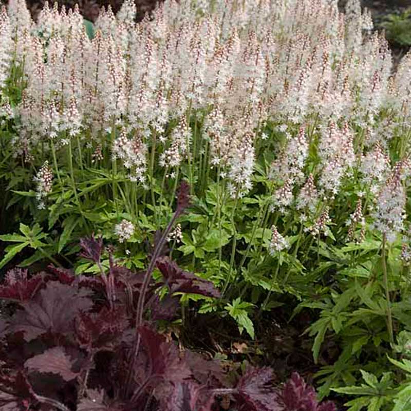 Sugar & Spice Foamflower behind a dark purple coral bells. 