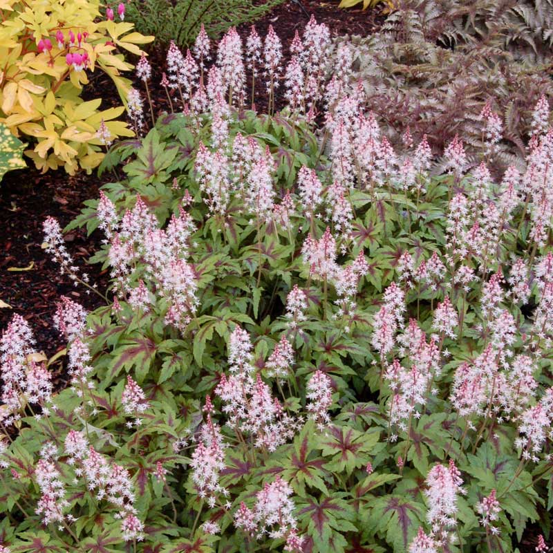 Sugar & Spice Foamflower with pink flowers in a garden with bleeding heart and ferns. 