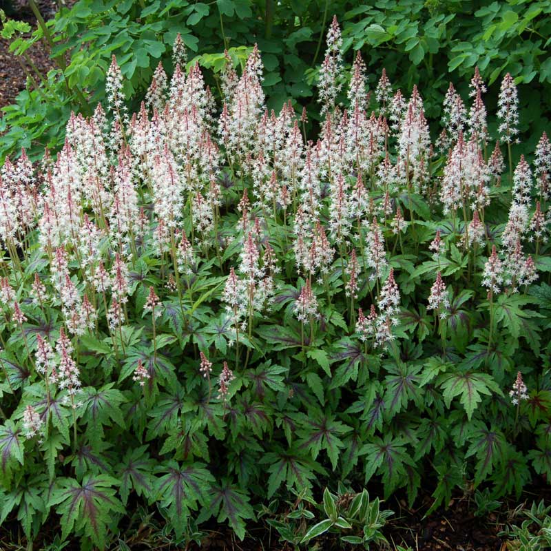 Sugar & Spice Foamflower with frosted pink flowers hovering over fresh green leaves splashed with burgundy markings. 