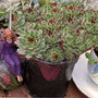 La rosette de feuillage bleu-vert de la variété «&nbsp;Mrs. Giuseppi Hens & Chicks&nbsp;» est ornée d'une pointe rouge distinctive qui conserve sa couleur toute l'année.