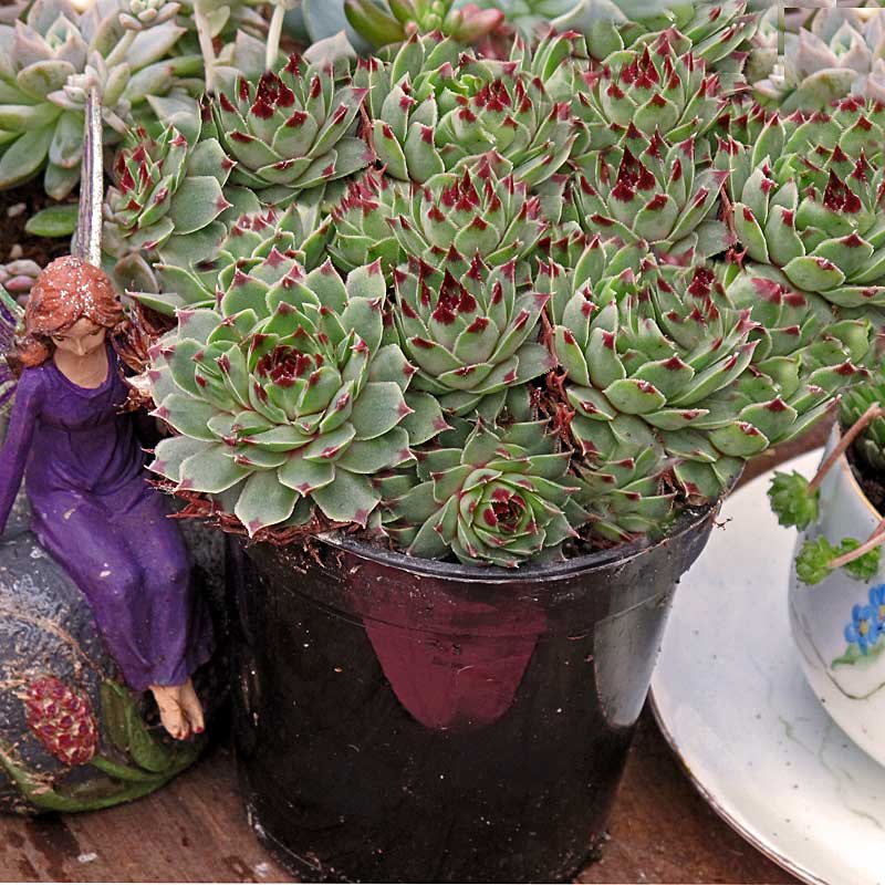 La rosette de feuillage bleu-vert de la variété «&nbsp;Mrs. Giuseppi Hens & Chicks&nbsp;» est ornée d'une pointe rouge distinctive qui conserve sa couleur toute l'année.