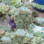 La variété Mrs. Giuseppi Hens & Chicks possède un feuillage bleu-vert aux magnifiques pointes rouges.