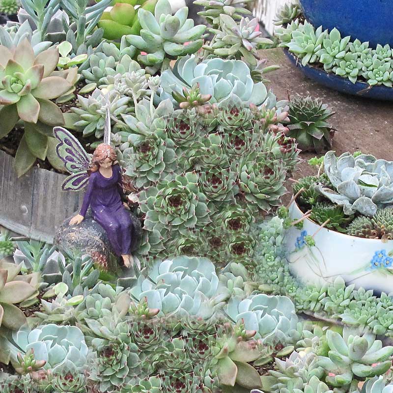 La variété Mrs. Giuseppi Hens & Chicks possède un feuillage bleu-vert aux magnifiques pointes rouges.