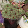 La variété «&nbsp;Mrs. Giuseppi Hens & Chicks&nbsp;» possède un feuillage bleu-vert aux magnifiques pointes rouges et constitue une excellente plante en pot.