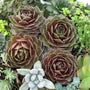 Quatre grandes rosettes de Joubarbe Rocknoll Rosette dans un jardin avec d'autres plantes succulentes. 