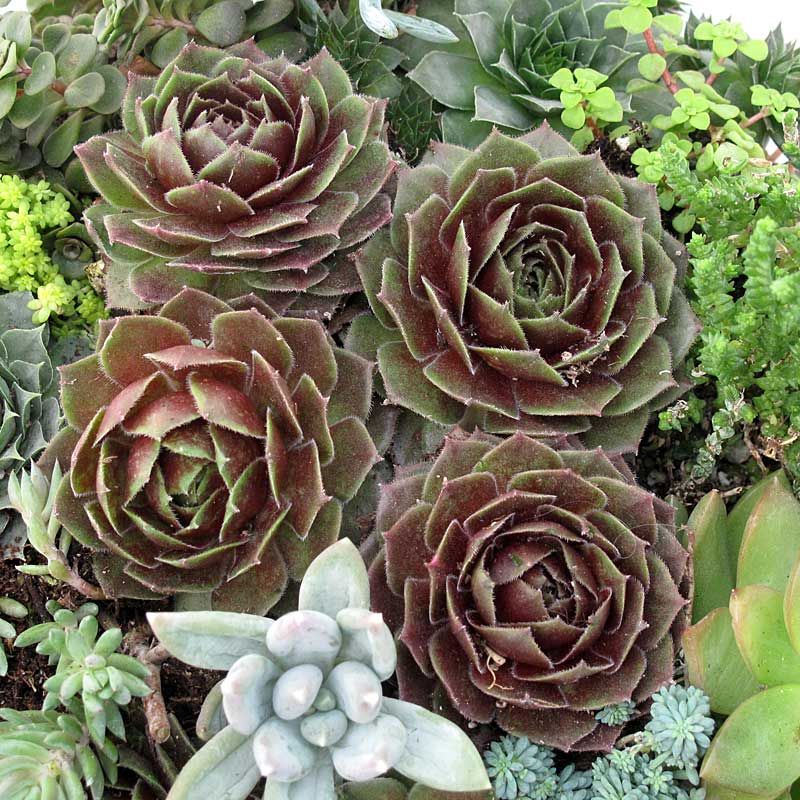Quatre grandes rosettes de Joubarbe Rocknoll Rosette dans un jardin avec d'autres plantes succulentes. 