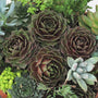 Joubarbe Rocknoll Rosette, avec des rosettes rouges et bronze entourées d'autres plantes succulentes. 