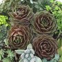 Joubarbe Rocknoll Rosette avec d'autres plantes succulentes. 