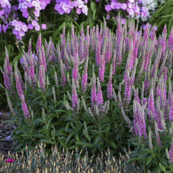 Speedwell à épis roses « Magic Show Pink Potion » : de superbes fleurs pointues d'un rose intense.