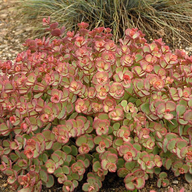 En fin d'été, le daphné d'octobre se pare de riches nuances de rose, de rouge, d'orange et de jaune.