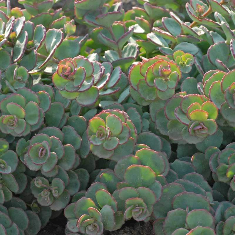 Le sedum daphné d'octobre est un couvre-sol charmant aux feuilles circulaires bordées de rose.