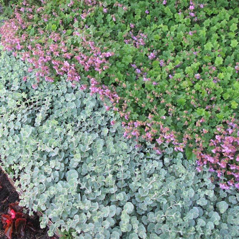 En fin d'été, le daphné d'octobre se pare de riches nuances de rose, de rouge, d'orange et de jaune.