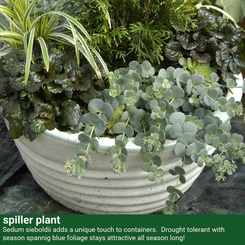 Orpin daphné d'octobre 'October' : un sedum présentant un intérêt tout au long de l'année, parfait pour les pots et les allées.