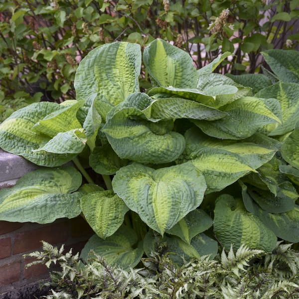 Brother Stefan Hosta with puckered variegated foliage in a garden. 