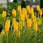 'Solar Flare' Red Hot Poker is resistant to deer and rabbits.